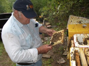 Bill Ferguson mating nucs