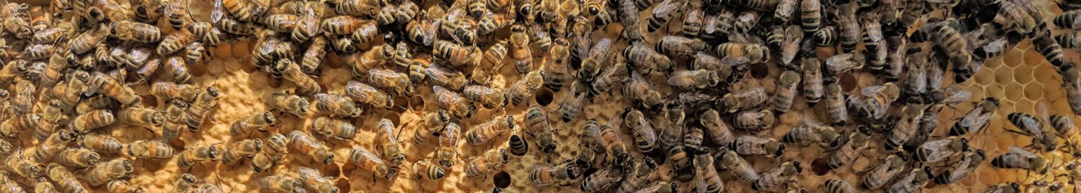Ferguson Apiaries bees