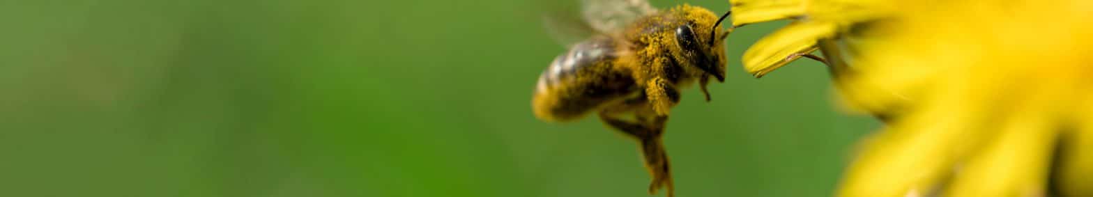 Buckfast bee covered in pollen